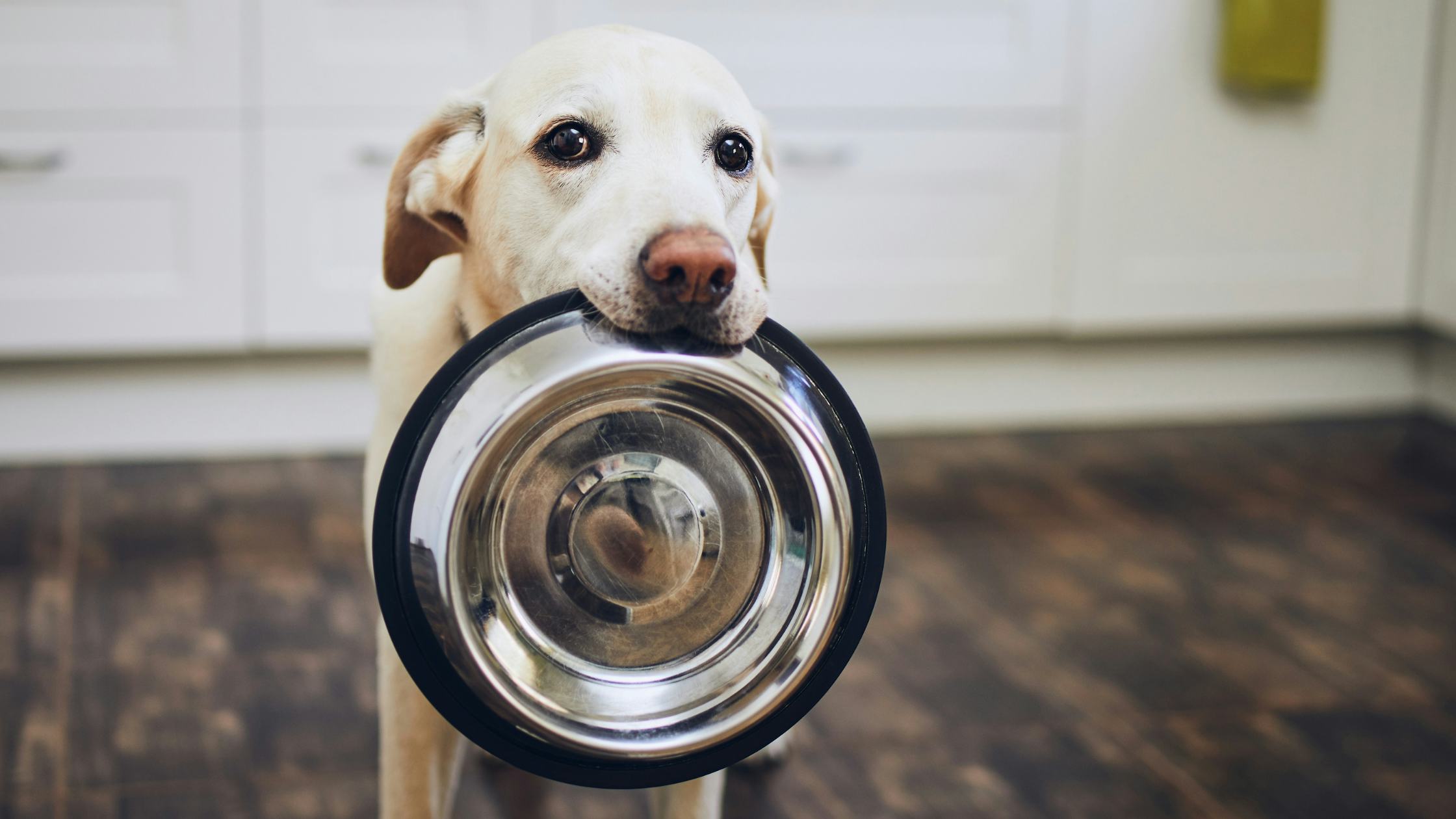 Dogs with outlet grain allergies